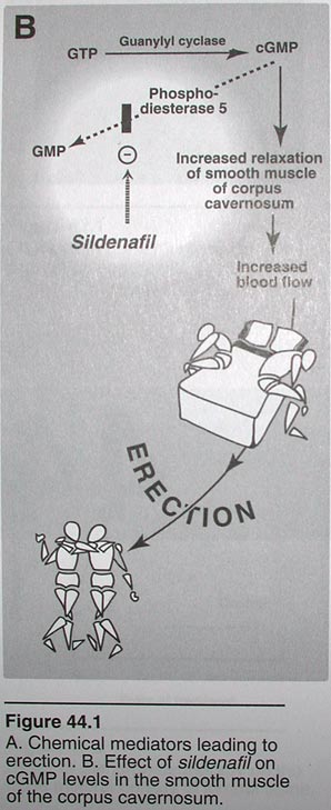 funny viagra mechanism illustration